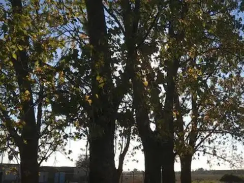 Campo en Venta en Pergamino, Partido de Pergamino