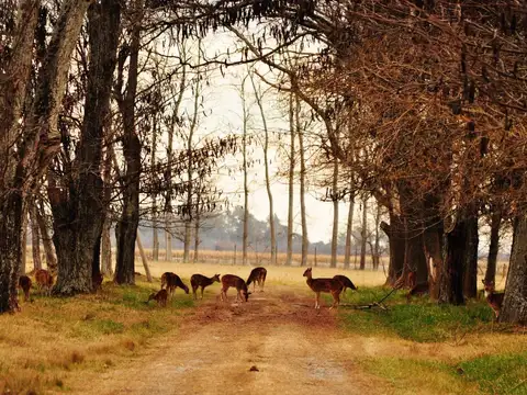 Campo en Venta en Chacras De La Alameda, Carmen de Areco