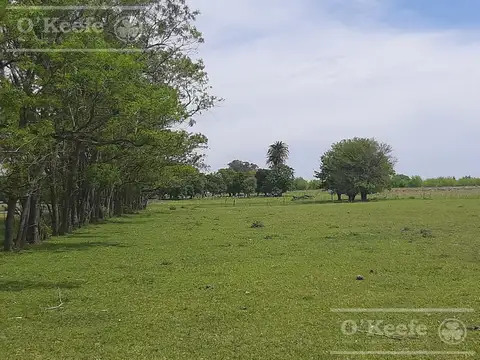 Campo en Venta en Cazon, Partido de Saladillo