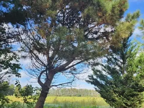 Campo en Venta en La Buana Moza, Partido de San Pedro