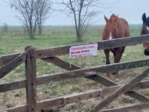 Campo en Venta en Zenon Videla Dorna, Partido de Monte