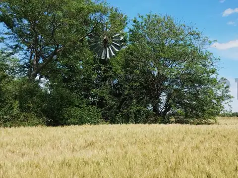 Campo en Venta en Carmen de Areco, Partido de Carmen de Areco