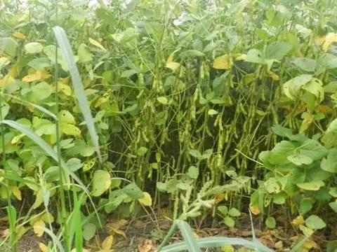 Campo en Venta en Baradero, Partido de Baradero