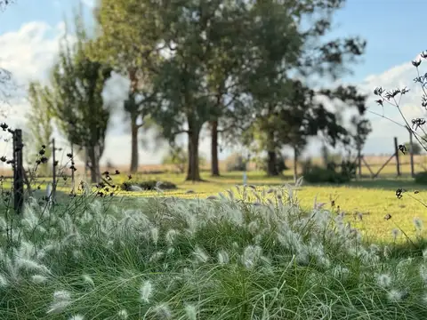 Campo en Venta en Lobos, Partido de Lobos