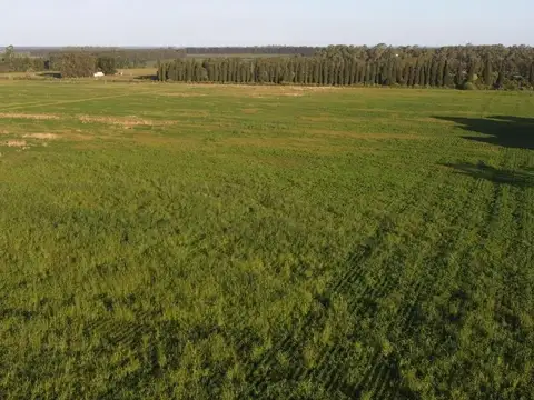 Campo en Venta en Gobernador Castro, Partido de San Pedro