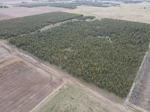 Campo en Venta en Ramon Santamarina, Partido de Necochea