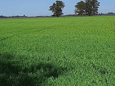 Campo en Venta en La Capilla, Partido de Florencio Varela