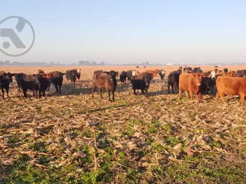 Campo en Venta en Coronel Vidal, Partido de Mar Chiquita