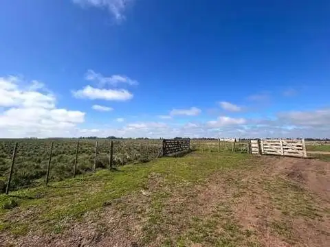 Campo en Venta en Comandante Nicanor Otamendi, Partido de General Alvarado