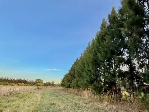 Campo en Venta en Coronel Brandsen, Partido de Brandsen
