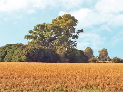 Campo en Venta en Zarate, Partido de Zárate