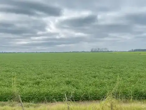 Campo en Venta en San Nicolas de los Arroyos, Partido de San Nicolás