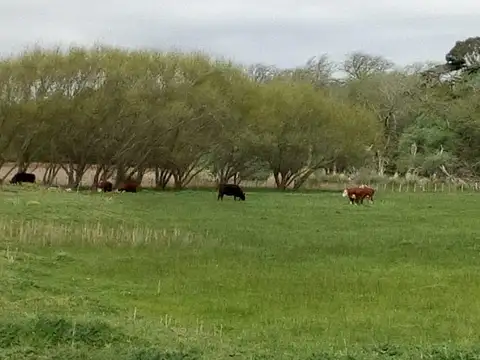 Campo en Venta en Comandante Nicanor Otamendi, Partido de General Alvarado