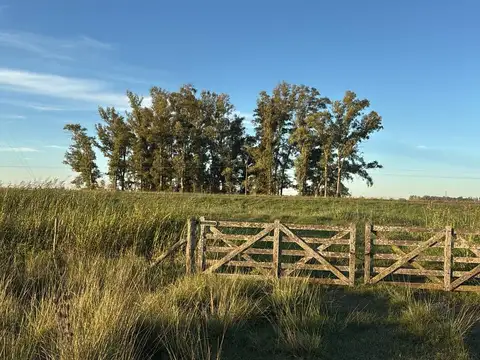 Campo en Venta en El Paraiso, Partido de Ramallo