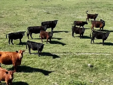 Campo en Venta en Cañuelas, Partido de Cañuelas