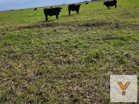Campo en Venta en Laprida, Partido de Laprida
