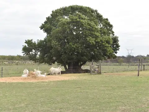 Campo en Venta en Asociación Argentina de Polo, Pilar