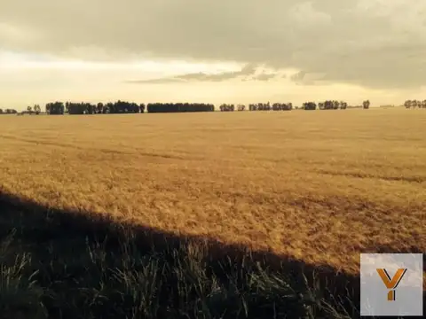 Campo en Venta en Loberia, Partido de Lobería