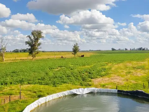 Campo en Venta en Cadret, Partido de Carlos Casares