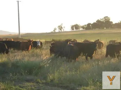 Campo en Venta en Arroyo Corto, Partido de Saavedra