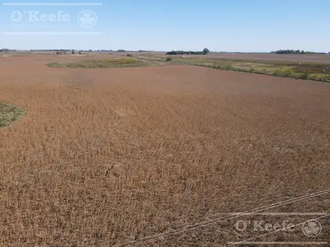 Campo en Venta en Hale, Partido de Bolívar