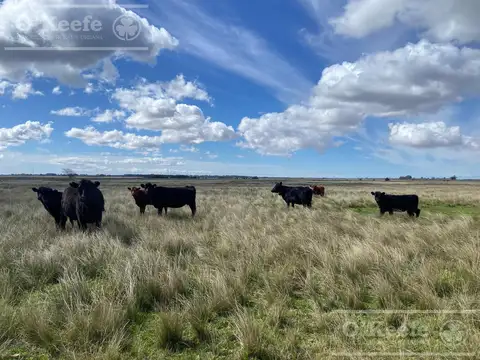Campo en Venta en Magdalena, Partido de Magdalena