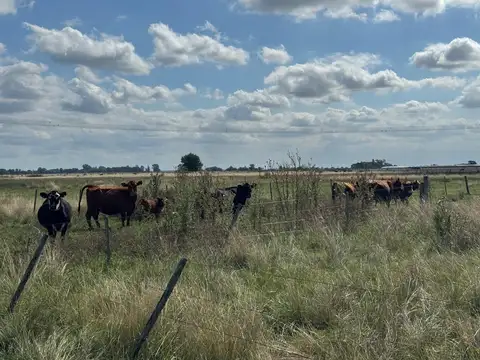 Campo en Venta en Lisandro Olmos Etcheverry, Partido de La Plata
