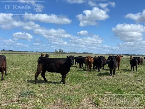 Campo en Venta en Magdalena, Partido de Magdalena