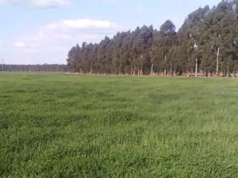 Campo en Venta en Necochea, Partido de Necochea