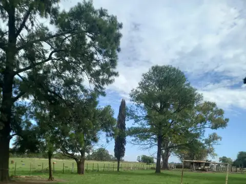 Campo en Venta en Chenaut, Partido de Exaltación de la Cruz