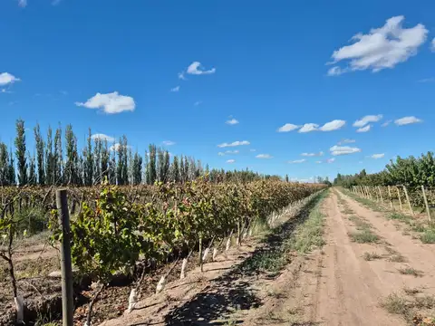Campo en Venta en El Central, San Martín