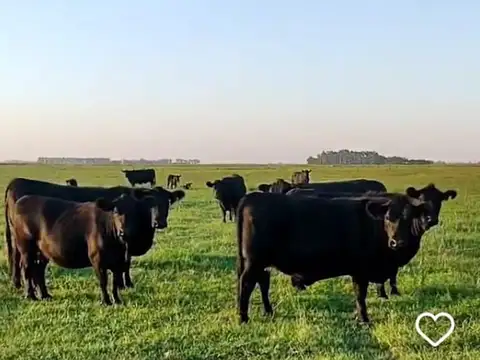 Campo en Venta en Cañada Seca, Partido de General Villegas