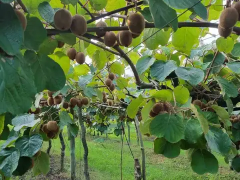 Campo en Venta en Payro R, Partido de Magdalena