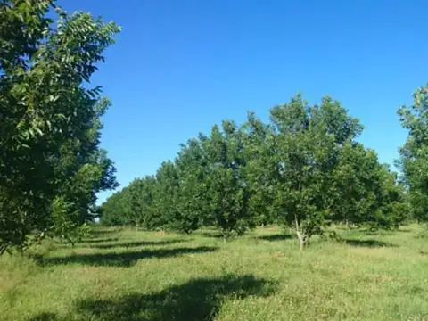 Campo en Venta en Gobernador Mansilla, Tala