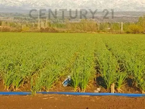 Quinta en Venta en El Zampal, Tupungato