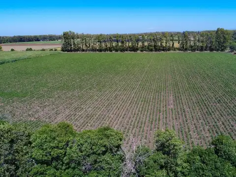 Campo en Venta en Colonia Caroya, Colón