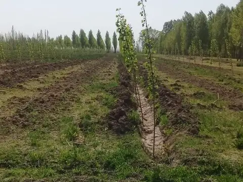 Campo en Venta en Las Pintadas, Tunuyán
