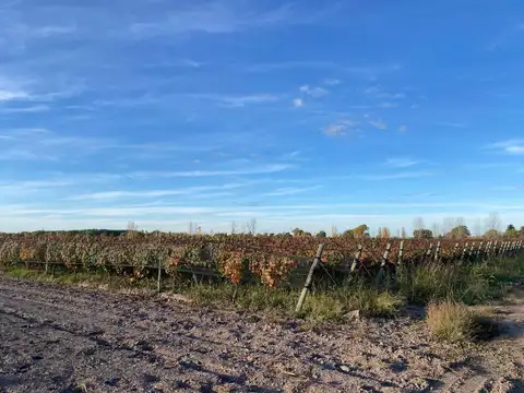 Campo en Venta en La Consulta, San Carlos