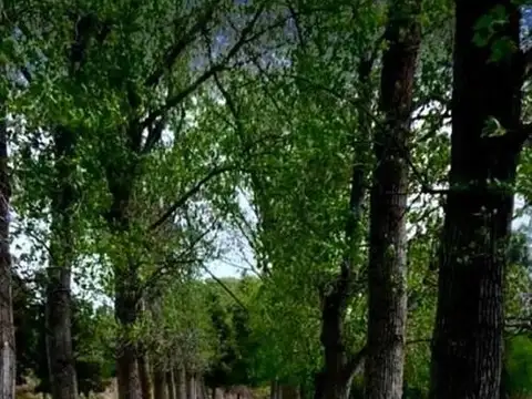 Terreno en Venta en Coronel Brandsen, Partido de Brandsen