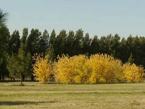 Terreno en Venta en Club de Campo Las Hojas, Countries y Barrios Cerrados en Marcos Paz