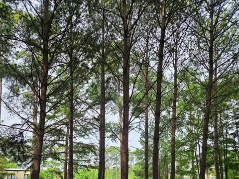 Terreno en Venta en Los Pinares Country Club, Countries y Barrios Cerrados en Exaltacion de la Cruz