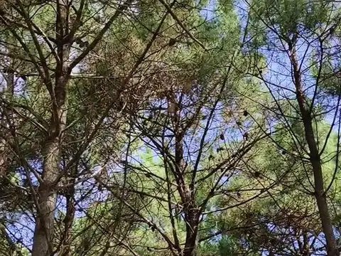 Terreno en Venta en Monte Hermoso, Partido de Monte Hermoso
