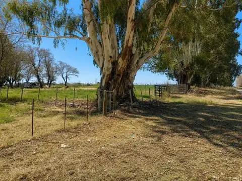 Campo en Venta en Miguel Riglos, Atreucó