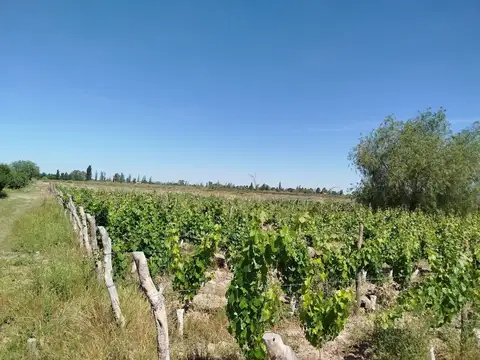 Campo en Venta en Chachingo, Maipú