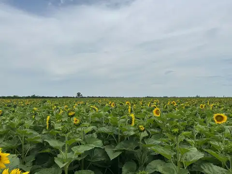 Campo en Venta en Lehmann, Castellanos