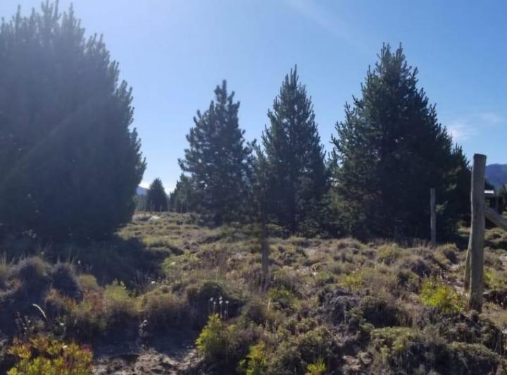 Bóveda, nicho o parcela · 1000m²