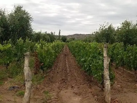 Campo en Venta en Villa Nueva de Guaymallen, Guaymallén