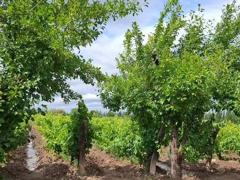 Campo en Venta en Cañada Seca, San Rafael