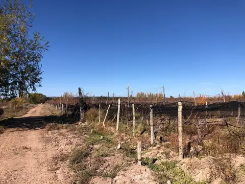 Campo en Venta en Agrelo, Luján de Cuyo