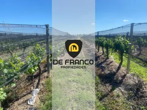 Campo en Venta en El Borbollon, Las Heras